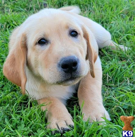 club4paws Picture 2
